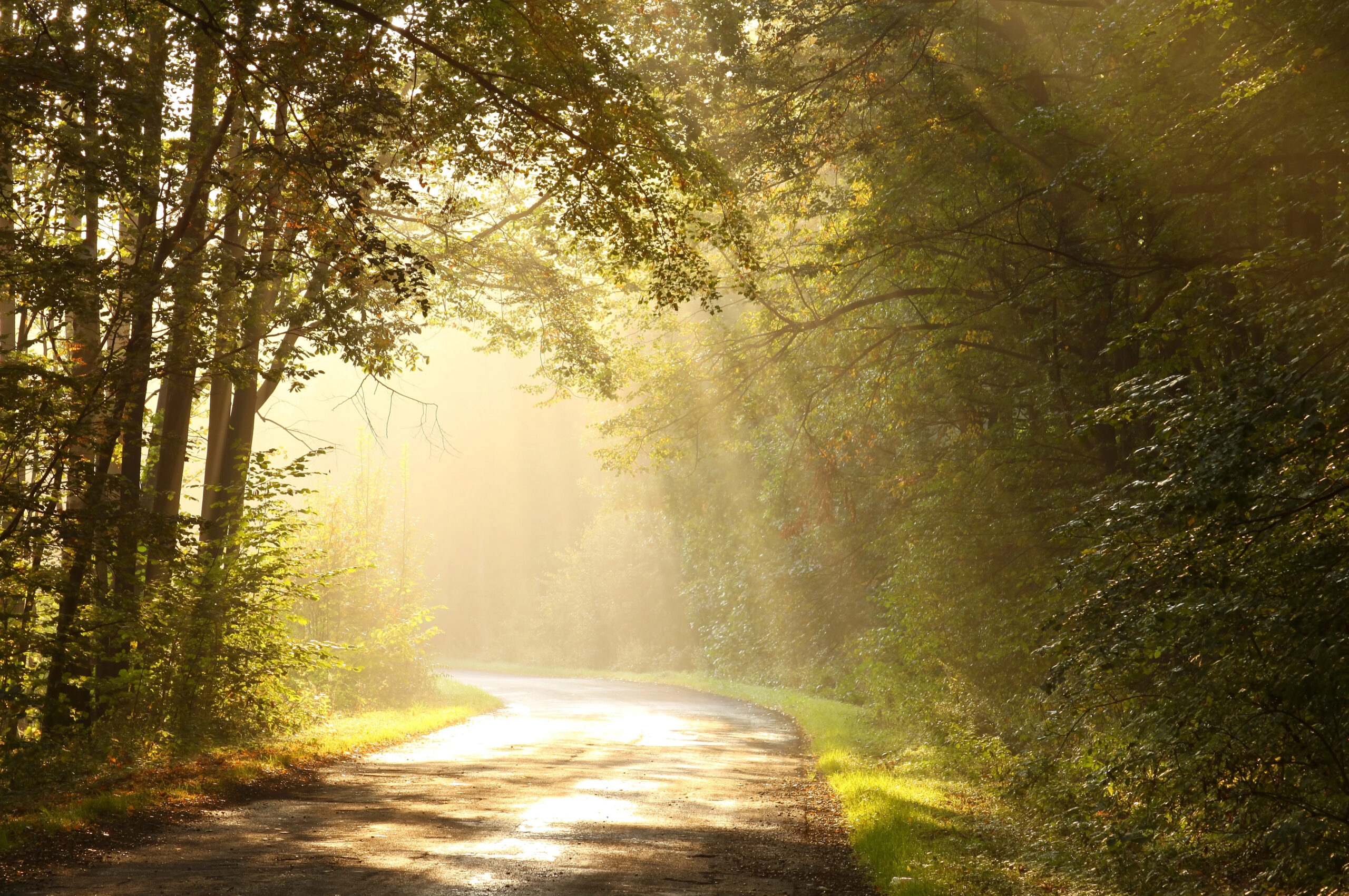 Sonnenstrahlen fallen durch Bäume auf einen stillen Waldweg – warm, ruhig, einladend.